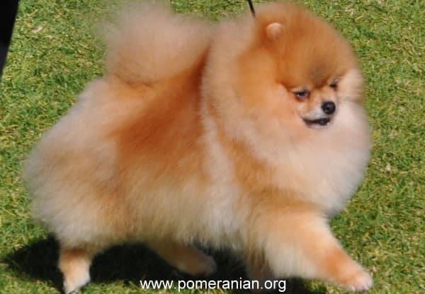 Pomeranian Dog