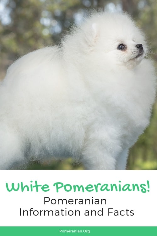Pictures of white Pomeranians