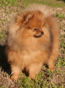 pomeranian dog
