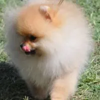 pomeranian