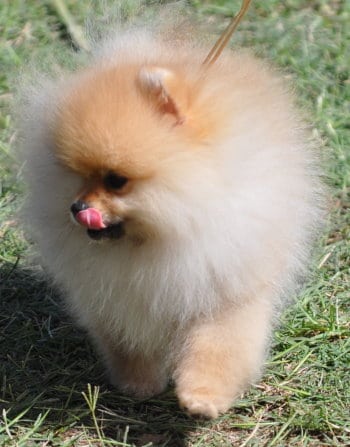 Pomeranian Owners Need To Watch Out For 