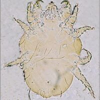 Cheyletiella Mites (aka Walking Dandruff)