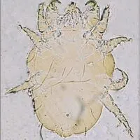 Cheyletiella Mites (aka Walking Dandruff)