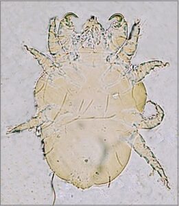 Cheyletiella Mites (aka Walking Dandruff)