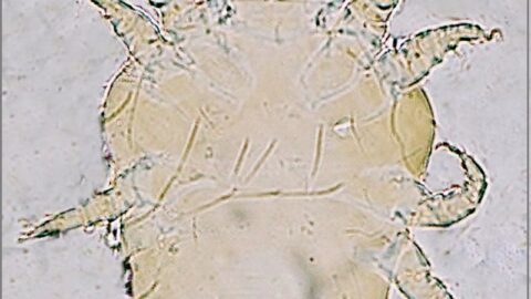 Walking Dandruff in Pomeranians: Cheyletiella Mites, Symptoms, Treatment & Prevention