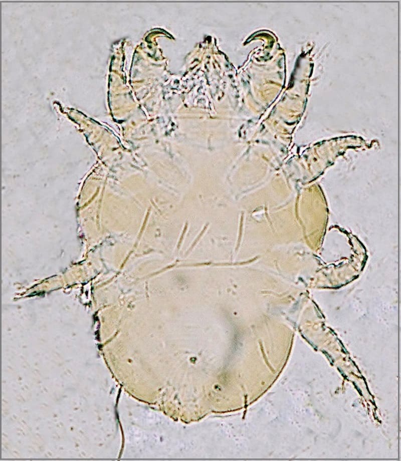 Cheyletiella Mites (aka Walking Dandruff)