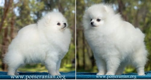 white Pom dog
