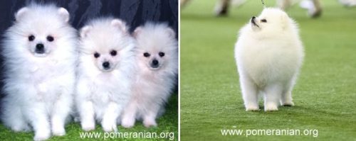 white pomeranian puppies
