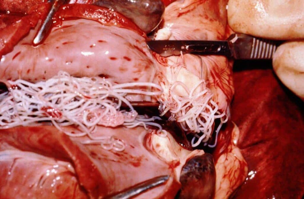 Heartworm Symptoms in Dogs 