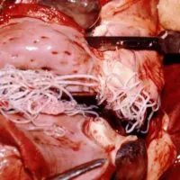 heartworm