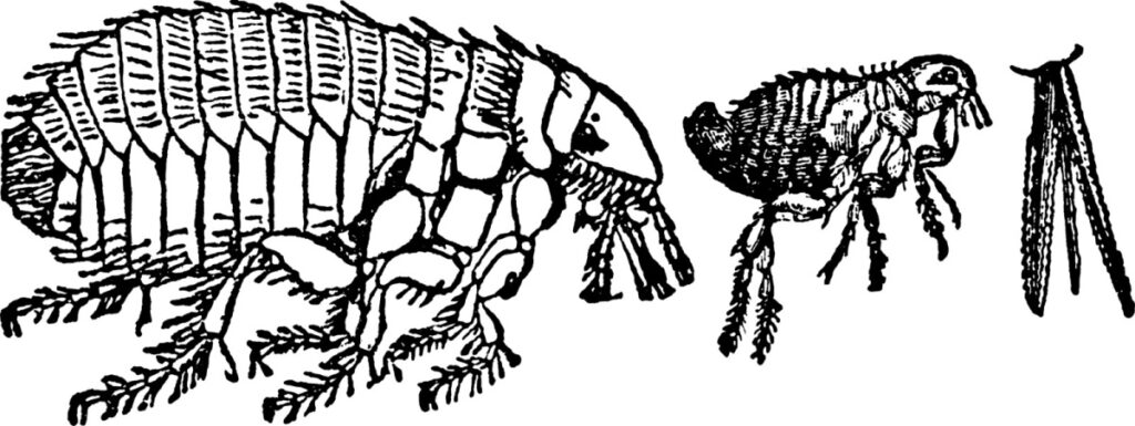 Dog Flea