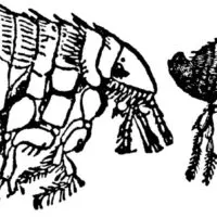 Dog Flea