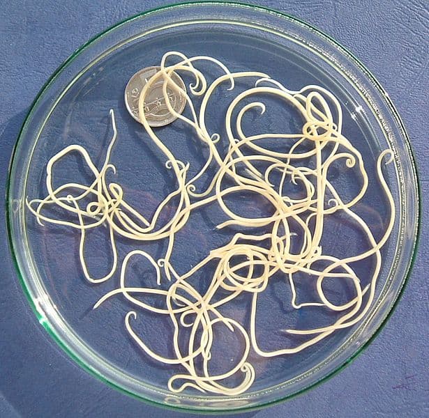 Roundworms in dogs