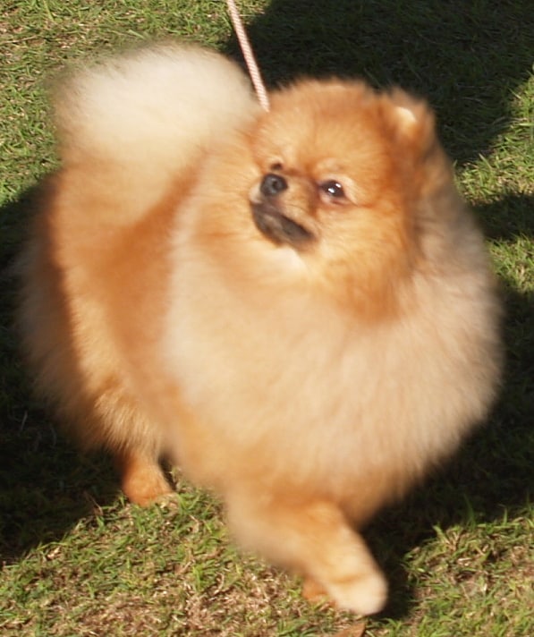 Pomeranian dog