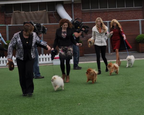 Pomeranians appearing in The Real Housewives of Melbourne
