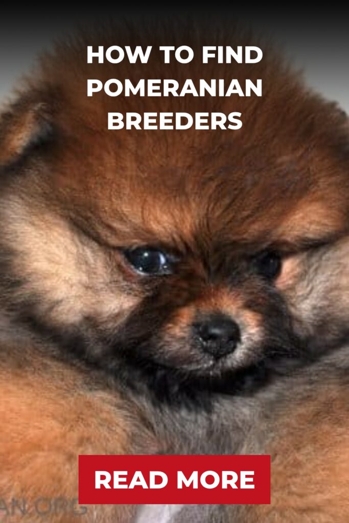 How to Find Pomeranian Breeders