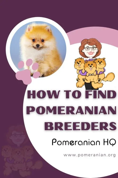 How to Find Pomeranian Breeders