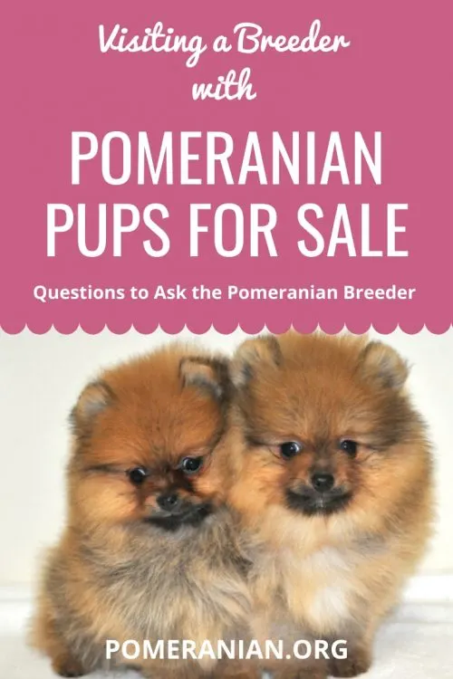 Visiting a Breeder with Pomeranian Pups for Sale.