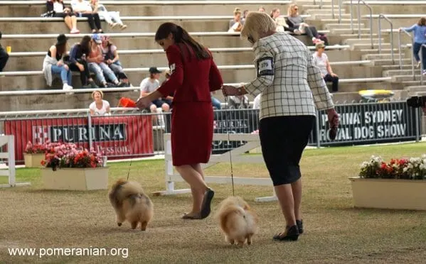 Exhibiting Pomeranians