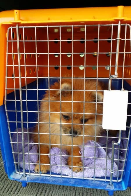 The Best Pomeranian Crate Training Tips