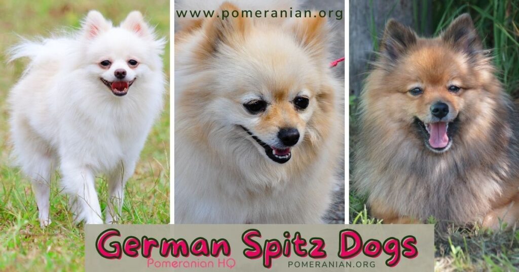 German Spitz Dogs