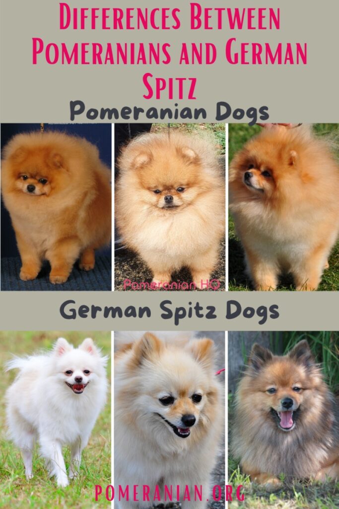 Differences Between Pomeranians and German Spitz