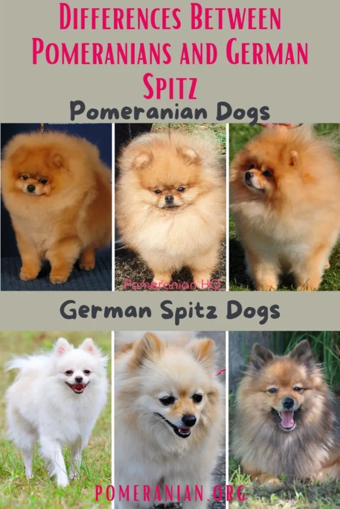 German Spitz Vs Pomeranian Differences Explained In Detail