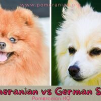Details of the differences between the Pomeranian and other German Spitz dog breeds. Differences Between Pomeranians and German Spitz