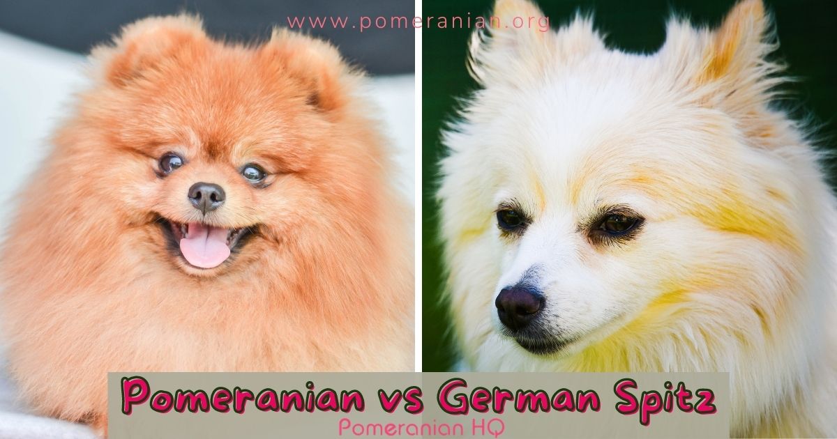 Centrum organ grafisk German Spitz vs Pomeranian Differences Explained in Detail