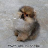 How Much Water Should a Puppy Drink a Day?