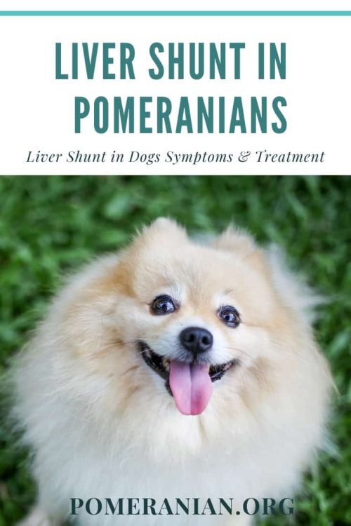 Liver Shunt In Puppy Pomeranians