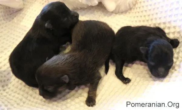 Newborn Pomeranian Puppies