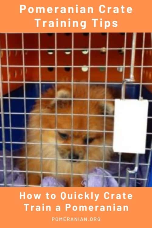 Pomeranian Crate Training