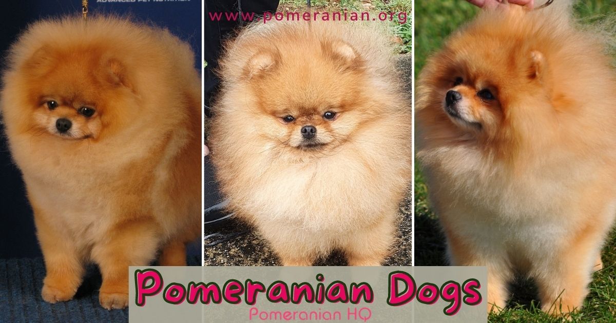 Differences Between Pomeranians and German Spitz