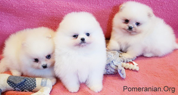 1 month old pomeranian puppy