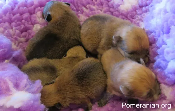 how do i know if my pomeranian is in labor