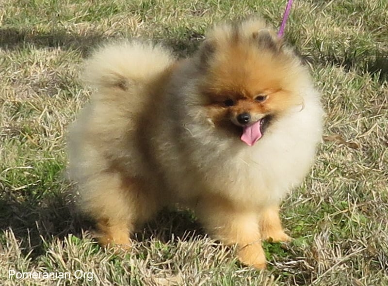 pomeranian kennels