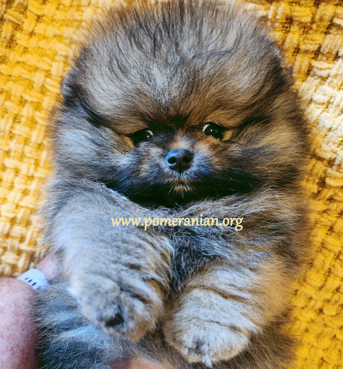 Pomeranian Puppy