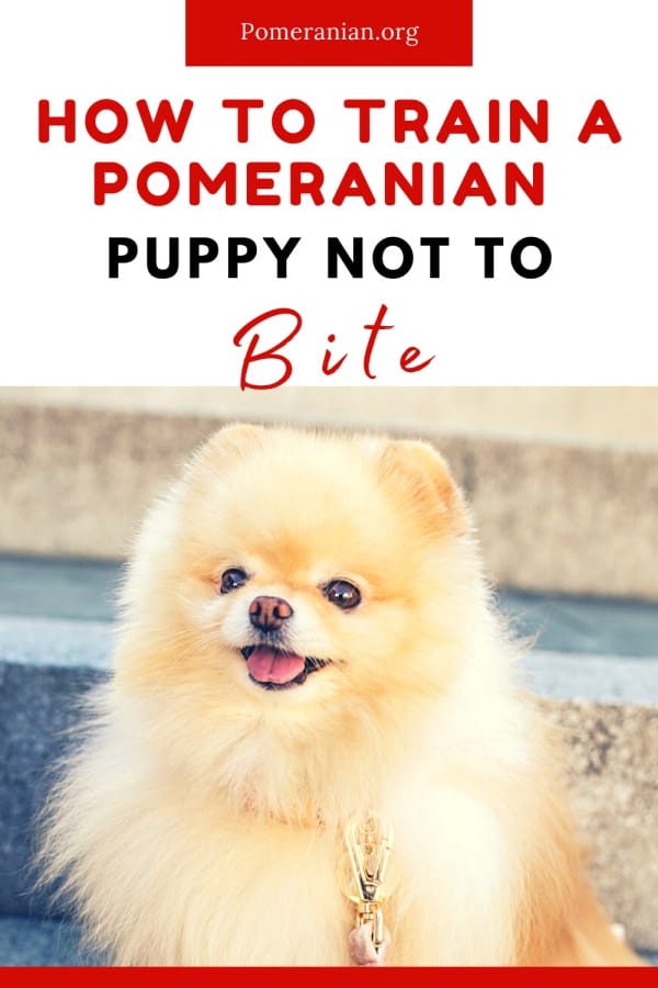 How to Train a Pomeranian Puppy Not to Bite