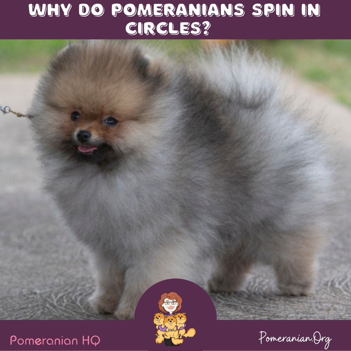 Why Do Pomeranians Spin In Circles?