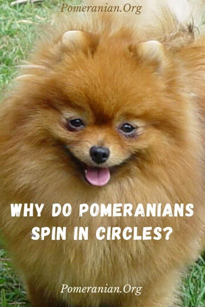 why Do Pomeranians Spin In Circles