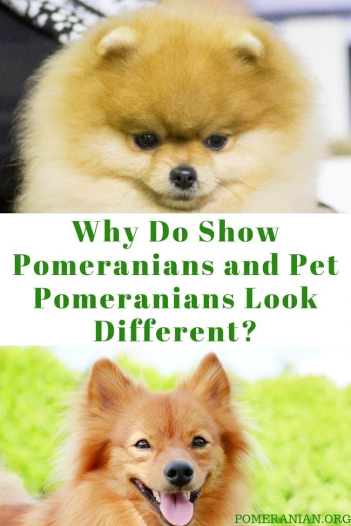Why Do Show Pomeranians and Pet Pomeranians Look Different
