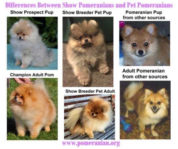 Differences Between Show Pomeranians And Pet Pomeranians