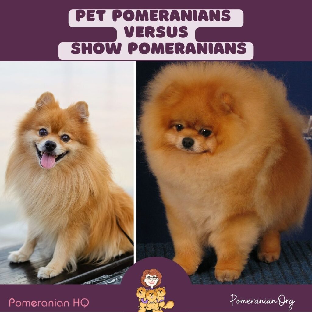 Differences Between The Pomeranian Show Dog And Pet Pomeranians