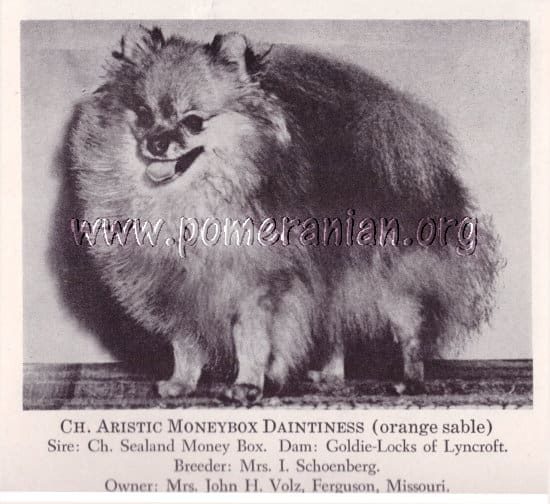 Champion Aristic Moneybox Daintiness. Breeder Mrs I. Schoenberg. Artistic Pomeranians