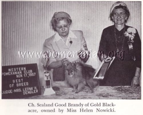 Pomeranian Champion Sealand Good Brandy of Gold Blackacre owned by Miss Helen Nowicki