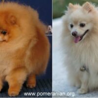 Show Pomeranians And Pet Pomeranians
