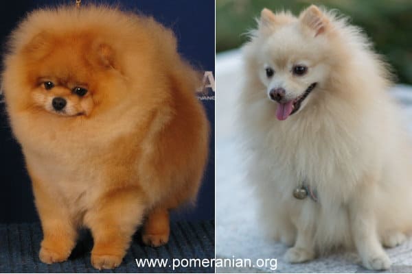 akc pomeranian breed standard