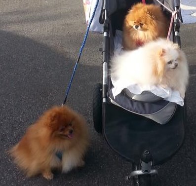 Pomeranians in stroller