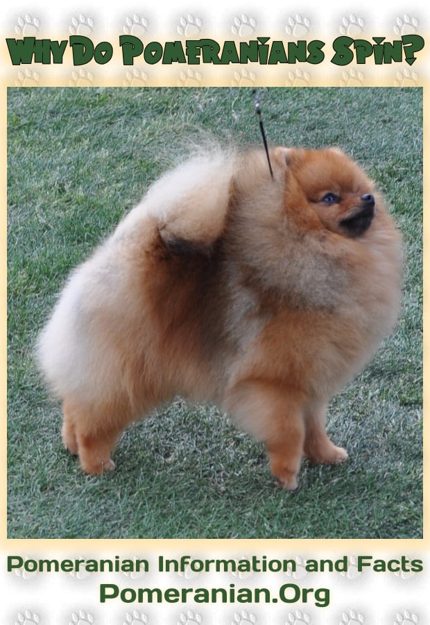 Why Do Pomeranians Spin In Circles?